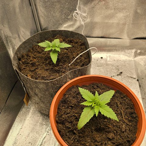 Sour Strawberry growlog timeline photo