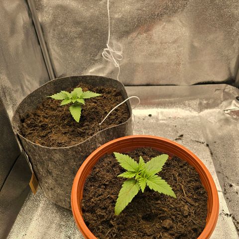 Sour Strawberry growlog timeline photo