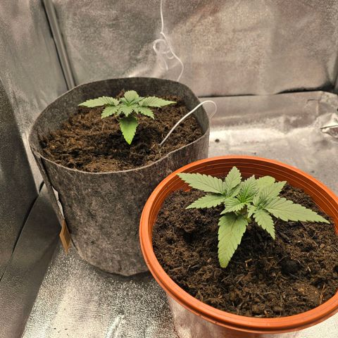 Sour Strawberry growlog timeline photo