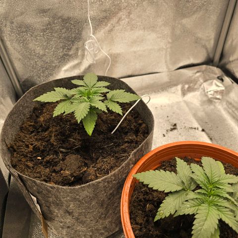 Sour Strawberry growlog timeline photo