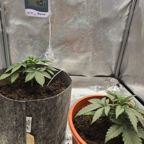 Sour Strawberry growlog timeline photo