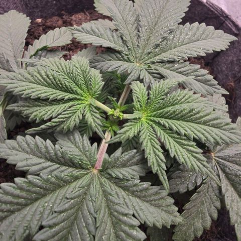 Sour Strawberry growlog photo: First topping 