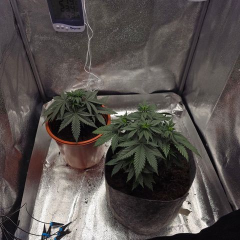 Sour Strawberry growlog timeline photo