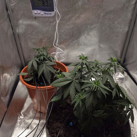 Sour Strawberry growlog timeline photo