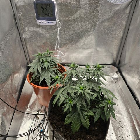 Sour Strawberry growlog timeline photo