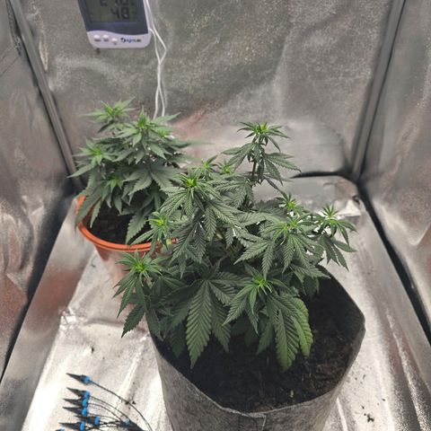 Sour Strawberry growlog timeline photo