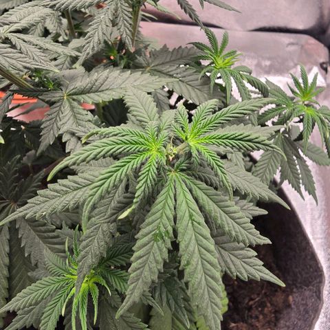 Sour Strawberry growlog timeline photo