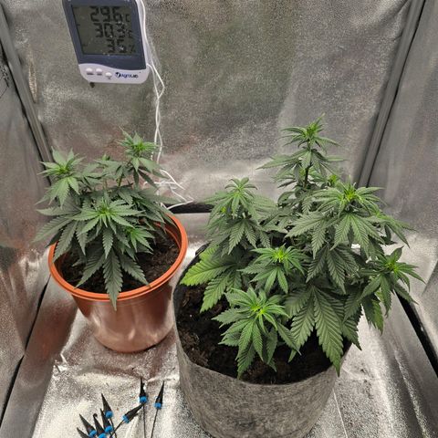 Sour Strawberry growlog timeline photo