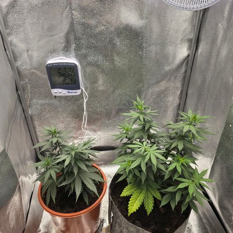 Sour Strawberry growlog timeline photo