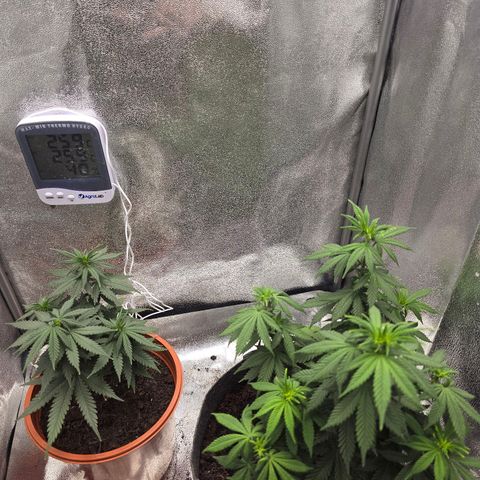 Sour Strawberry growlog photo: Looking light burned so I turned down the lights to 50%