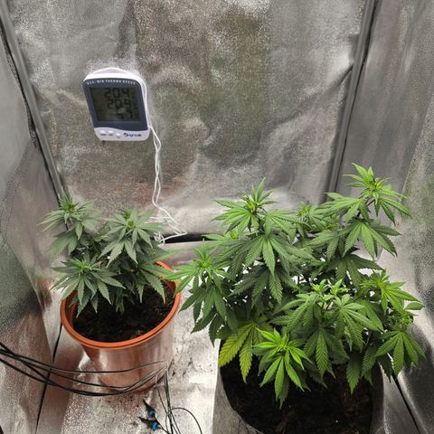 Sour Strawberry growlog timeline photo