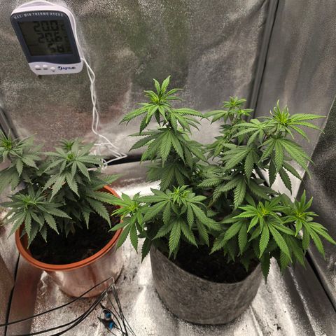 Sour Strawberry growlog timeline photo