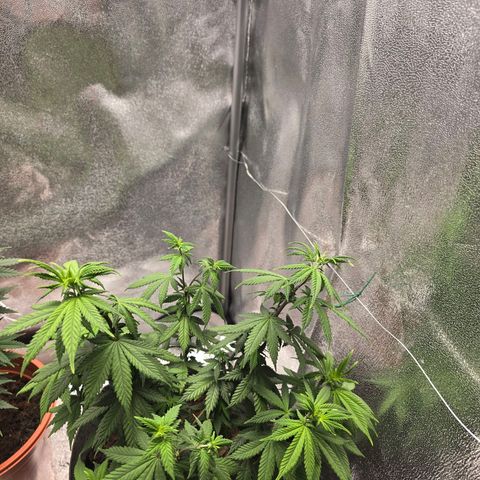 Sour Strawberry growlog timeline photo