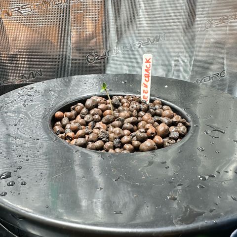 Purple Haze  growlog timeline photo