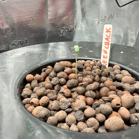 Purple Haze  growlog photo: Check before I went to work,