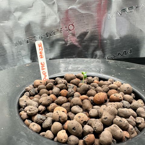 Purple Haze  growlog photo: Check before I went to work,