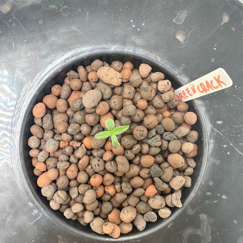 Green Crack Auto growlog timeline photo