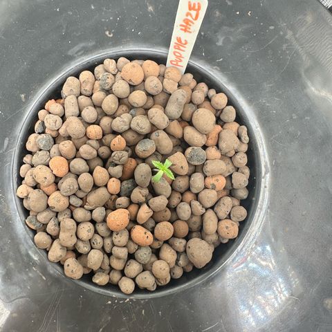 Purple Haze  growlog timeline photo
