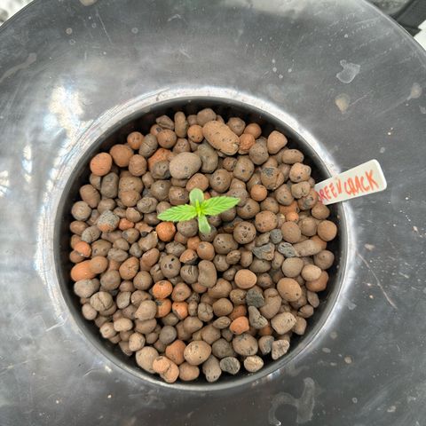 Green Crack Auto growlog timeline photo