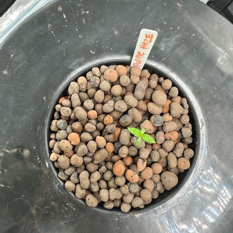 Purple Haze  growlog timeline photo