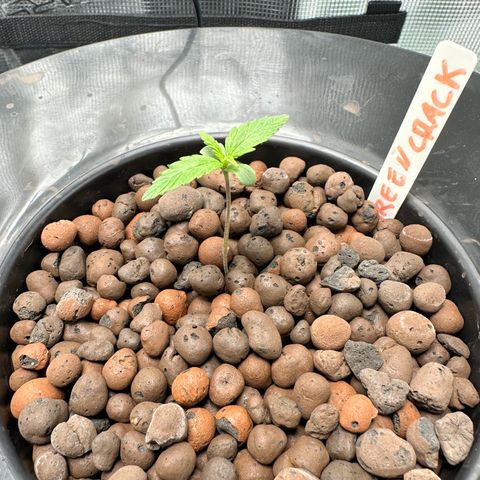 Green Crack Auto growlog timeline photo