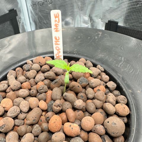 Purple Haze  growlog timeline photo