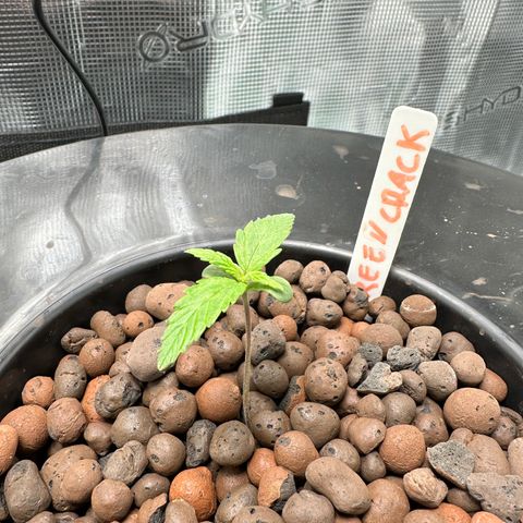 Green Crack Auto growlog timeline photo