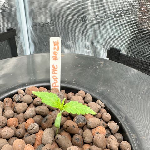 Purple Haze  growlog timeline photo