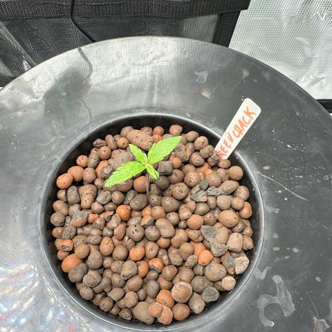 Green Crack Auto growlog timeline photo