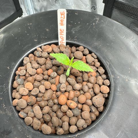 Purple Haze  growlog timeline photo
