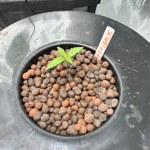 Green Crack Auto growlog timeline photo