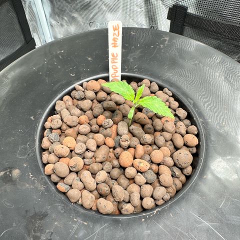 Purple Haze  growlog timeline photo