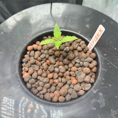 Green Crack Auto growlog timeline photo