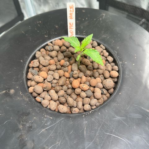 Purple Haze  growlog timeline photo