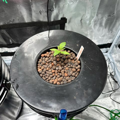 Green Crack Auto growlog timeline photo