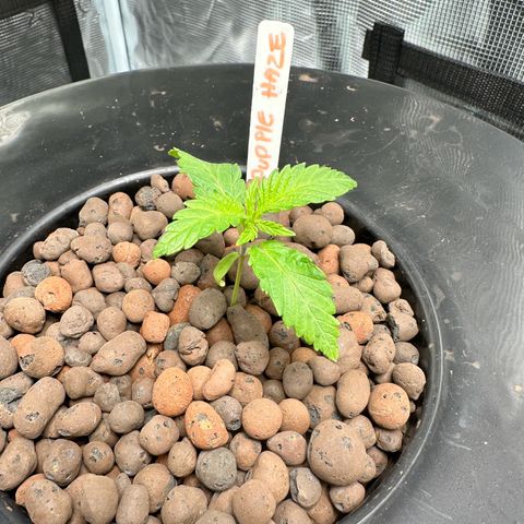 Purple Haze  growlog timeline photo