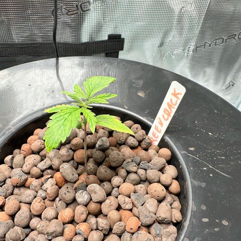Green Crack Auto growlog timeline photo