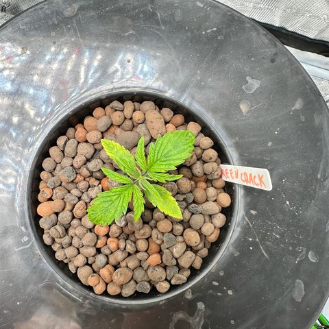 Green Crack Auto growlog timeline photo