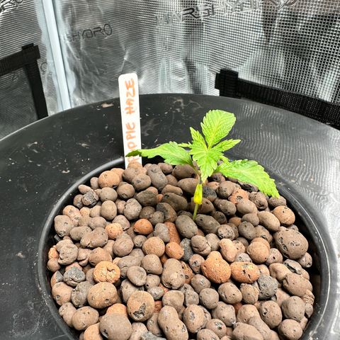 Purple Haze  growlog timeline photo