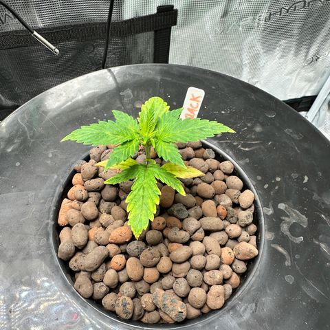 Green Crack Auto growlog timeline photo
