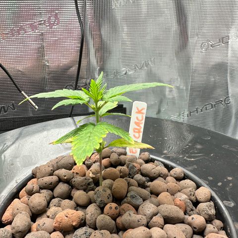 Green Crack Auto growlog timeline photo