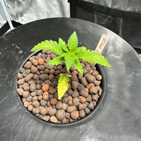 Purple Haze  growlog timeline photo