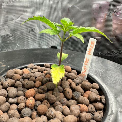 Purple Haze  growlog timeline photo