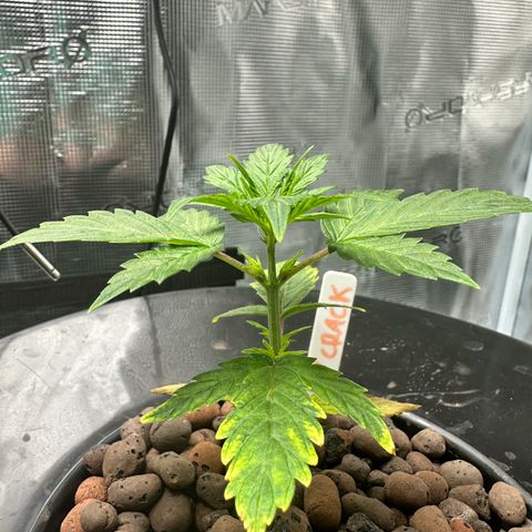 Green Crack Auto growlog timeline photo
