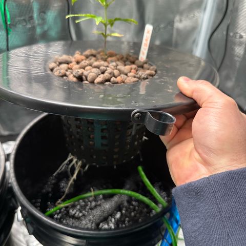 Green Crack Auto growlog timeline photo