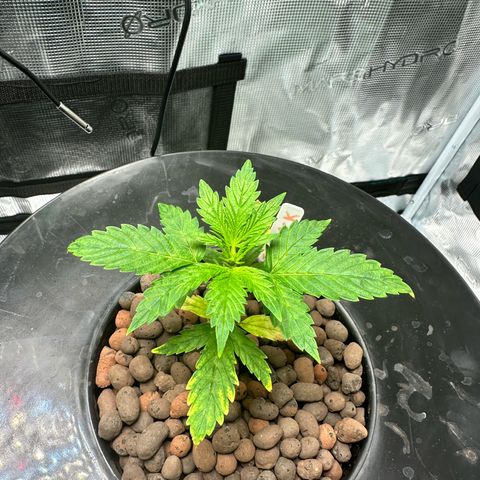 Green Crack Auto growlog timeline photo