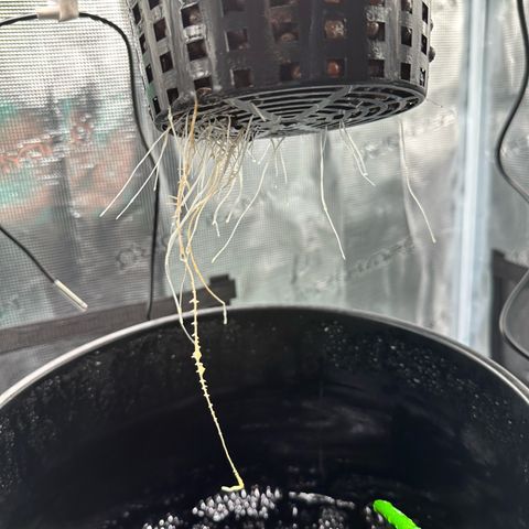Green Crack Auto growlog timeline photo