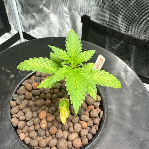Purple Haze  growlog timeline photo