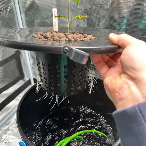 Purple Haze  growlog timeline photo