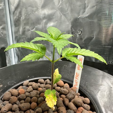 Purple Haze  growlog timeline photo